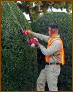 hedge cutting